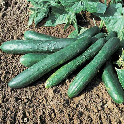 WHYGI Cucumber Diva F1 Seed-CuC_625 Seed(100 per packet)