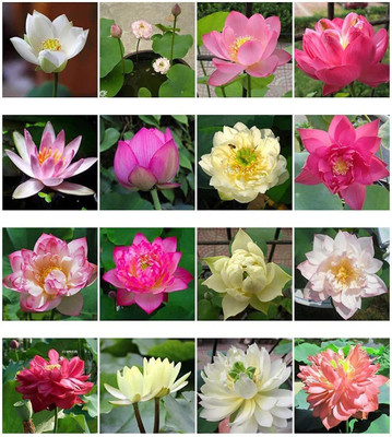 VibeX LXI-90 - Lotus/Water Lily - (270 Seeds) Seed(270 per packet)