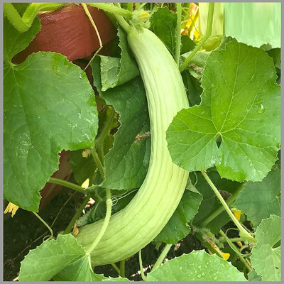 Aywal Long Melon (Kakri) Vegetable Seed(250 per packet)