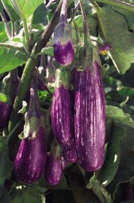 Aywal Brinjal Seed(2000 per packet)