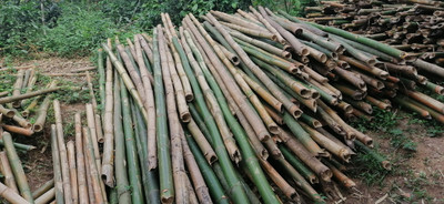 XOLDA Exotic bamboo Seed(20 per packet)