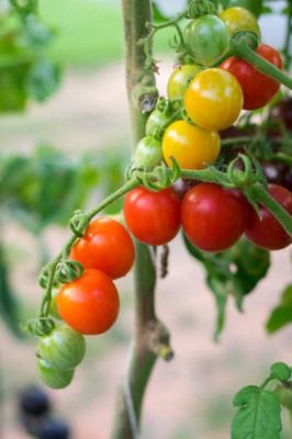 paudhawala tomato Seed(110 per packet)