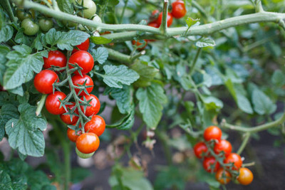 Niyama tomato Seed(135 per packet)