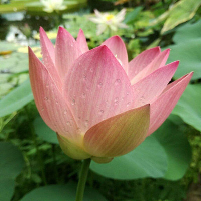 VibeX ® RXI-306 Pink Lotus Flower Seeds Seed(25 per packet)