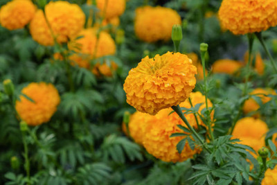 Super napier marigold/gende ka phool flower seeds Seed(75 per packet)
