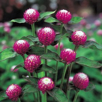 Lorvox Globe Amaranth Mix Flower Gomphrena Seed(90 per packet)