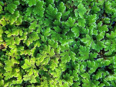 wequality azolla fern grass/azolla seeds 1845 Seed(1845 per packet)