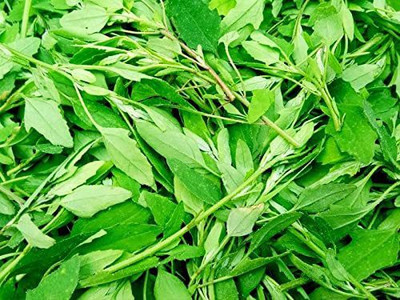 Aywal Bathua Saag(बथुआ साग) Vegetable Seed(10 per packet)