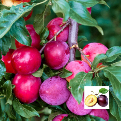 Aywal Allo Bukhara Seed(10 per packet)