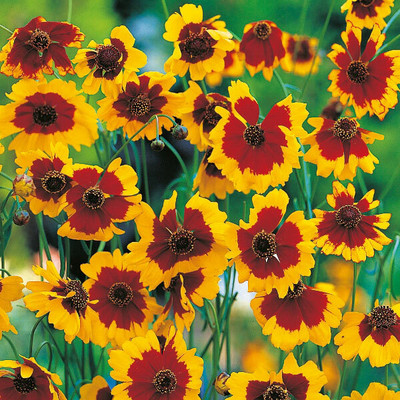XOLDA Exotic coreopsis Seed(15 per packet)