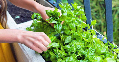 KNESSiN Seeds Pack Microgreens Basil Big Leaf Sprout[1000 Seeds] Seed(1000 per packet)