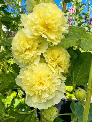 Lorvox Exotic holly hock Seed(85 per packet)