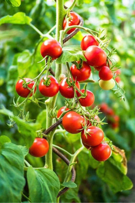 jkfarm Tomato Seed(275 per packet)