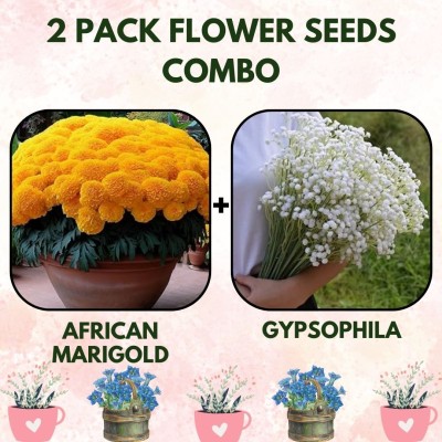 Infiniteseeds 2 Pack Combo of African Marigold and Gypsophila Flower Seeds Seed(2 per packet)