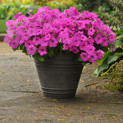 CYBEXIS Rose Easy Wave Petunia Flower Seed Seed(1 g)