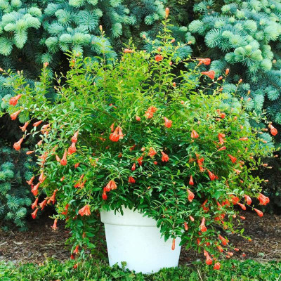 KANAYA POMEGRANATE FRUIT Seed(75 per packet)