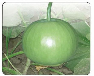 UGRA Bottle Gourd Gol Ghiya Seeds Seed(20 per packet)