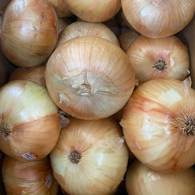 Biosnyg Non GMO Scallion Green Onion Seeds For Kitchen Gardening-(1500 Seeds) Seed(1500 per packet)