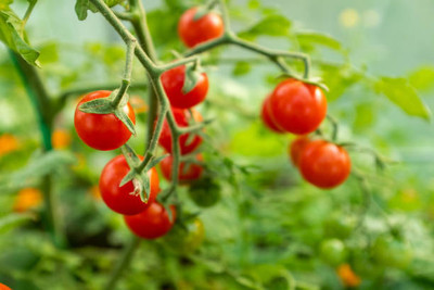 marwadifarm tomato Seed(55 per packet)
