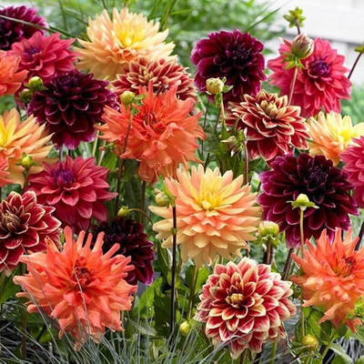 isarkars ™ Dahlia flowers, Double Figaro Mix, dalia|daliya|dhalia|daliya Seed(43 per packet)