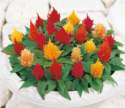 ZIXA Celosia Yukata Seed(20 per packet)