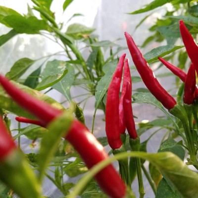 Qualtivate PUA-8A Non-Hybrid Thai Dragon Chilli Pepper Seed(300 per packet)