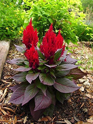 TRICONE Flower Cockscomb Mixed Seeds (Open pollinated) | Sow and Grow 100 Seeds AD180 Seed(100 per packet)