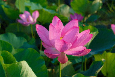 Epoojacart lotus,kamal gatta Seed(11 per packet)