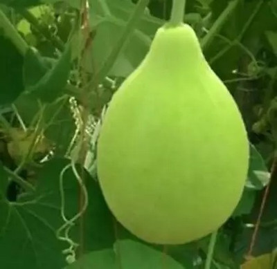 MAA Bottle Gourd round, Kaddu, Lauki Seed(88 per packet)