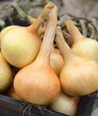 CYBEXIS LX-30 - Sweet Spanish Onion - (1500 Seeds) Seed(1500 per packet)