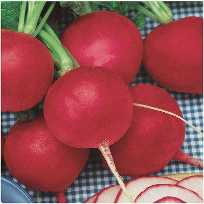 VibeX VXI-53 - Champion Radish - (250 Seeds) Seed(250 per packet)