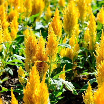 Aywal CELOSIA DEEP RED FLOWER Seed(50 per packet)