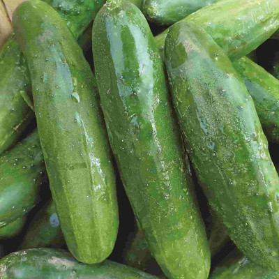 Qualtivate GBPT-3A Pusa Cucumber Seed Seed(300 per packet)