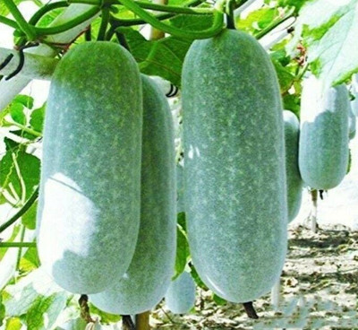 JAYANTAHALDER Ash Gourd/winter melon/chal kumro/winter Gourd Seed(50 per packet)