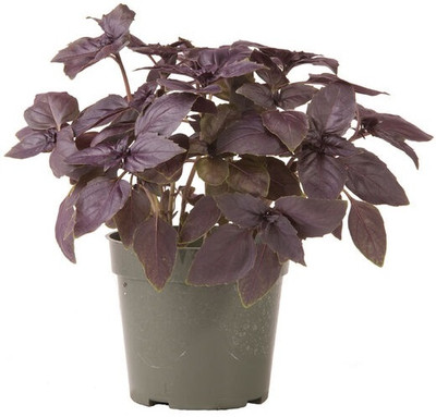 Qualtivate XL-77 Red Rubin Basil Seeds Seed(1000 per packet)