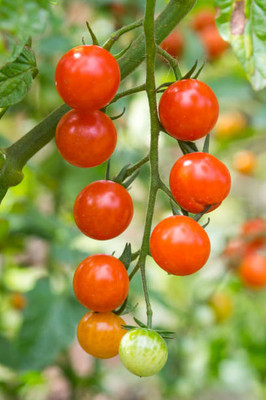 Infintegreen tomato Seed(145 per packet)