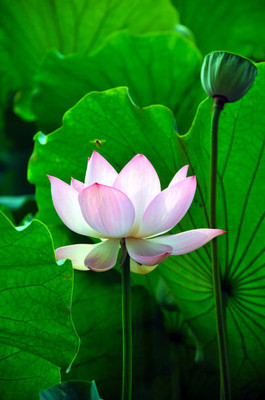 Aamaya Store lotus,kamal seeds Seed(11 per packet)