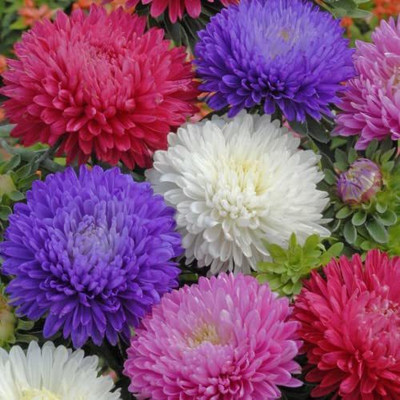 KANAYA Chrysanthamum Mix/Chamanti Seed(35 per packet)