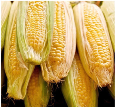 greenfarm NXZ - Yellow Sweet Corn Seeds/ Best Quality , 80 X Seeds , eww43 Seed(80 per packet)