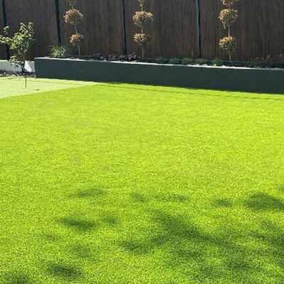 naturehils Maxican Carpet Grass Seeds for PlayGround/Garden/Park, Lawn Grass Seed(16000 per packet)