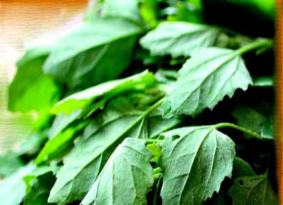 Aywal Bathua Saag Seed(500 per packet)