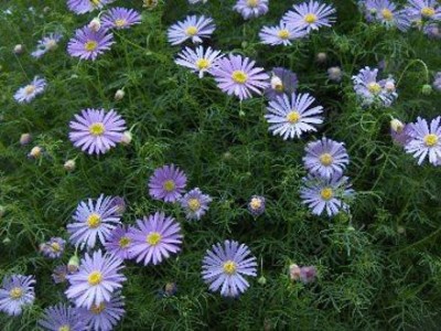 CYBEXIS Brachycome (Swan River Daisy) Flower Seeds Seed(50 per packet)