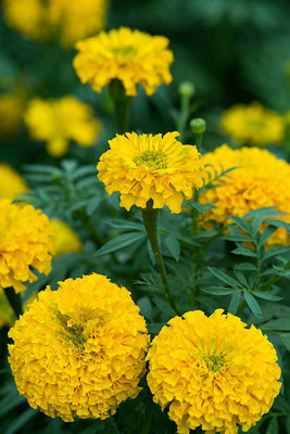 Higher quality marigold,gende ka phool seeds Seed(22 per packet)
