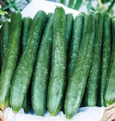 KNESSiN Yard Long Cucumber Seed(1250 per packet)