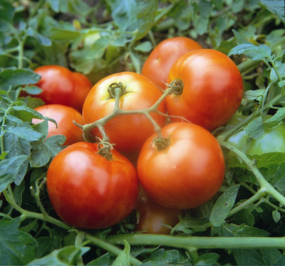 KNESSiN ENGLISH FIRST IN FIELD EARLY DWARF RED SALAD TOMATO[400 Seeds] Seed(400 per packet)