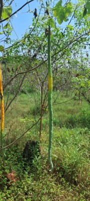 ASPEN Snake Gourd | Potlakaya | Padavala Kayi Seed(20 per packet)