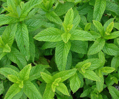 Quentova Spearmint Seeds Herbs Non-GMO, Open Pollinated-KMT-11A Seed(200 per packet)