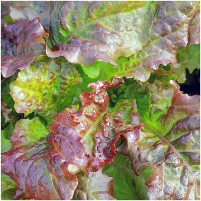 CYBEXIS KGF -3 - Disease Resistant Lettuce - (150 Seeds) Seed(150 per packet)