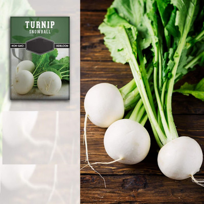 Quentova Snowball Turnip 20g-PUA-7Z Seed(4000 per packet)
