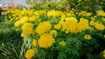 PARAM marigold/gende ka phool flower seeds Seed(50 per packet)